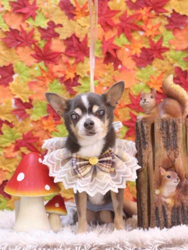 20241130メルくん